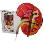 3D Desk full organ - urogenital system