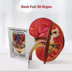 Desk Full 3D Organ (Anejo)