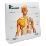 pop up tent card showing human muscels