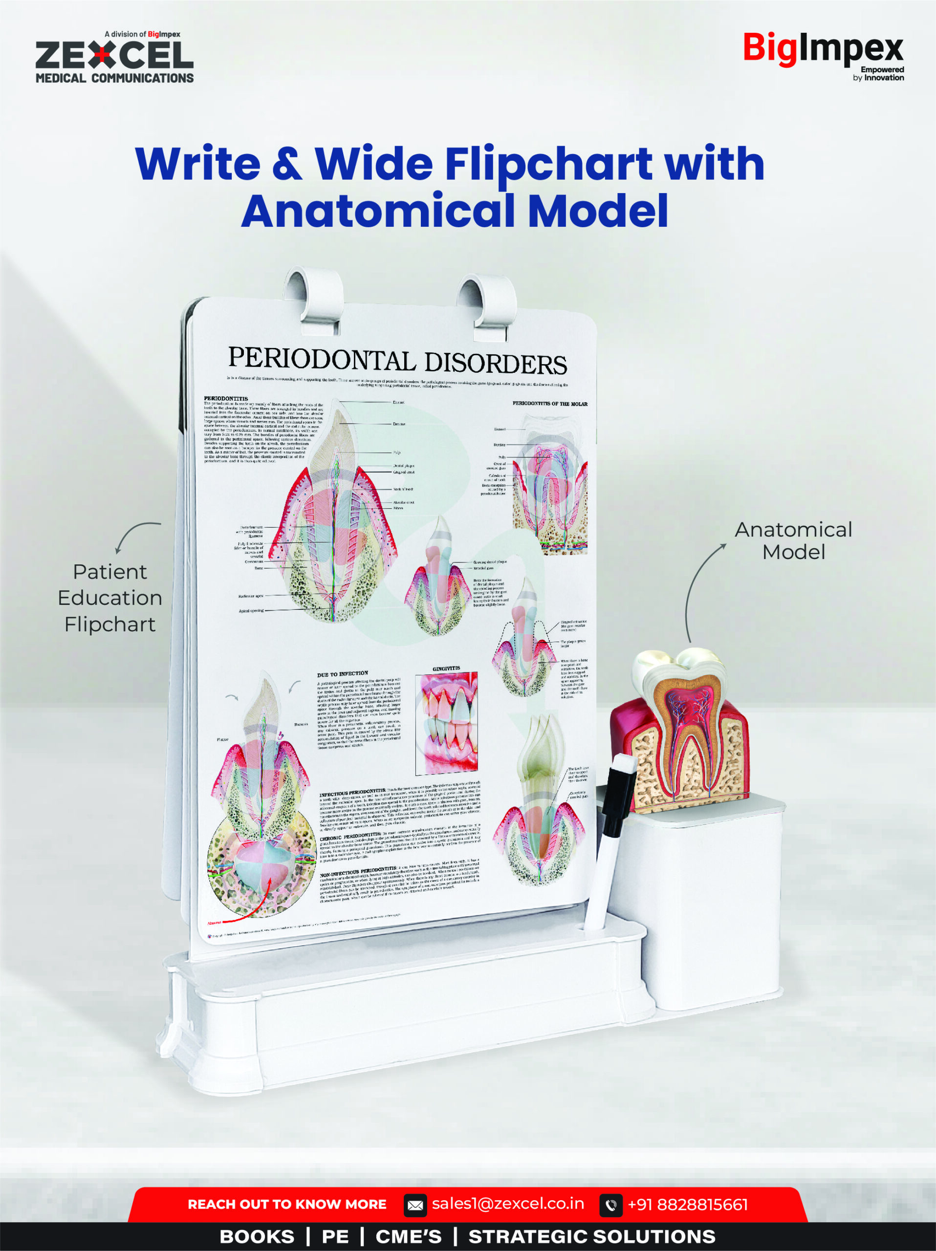 Write & Wide Flipchart with Anatomical Model