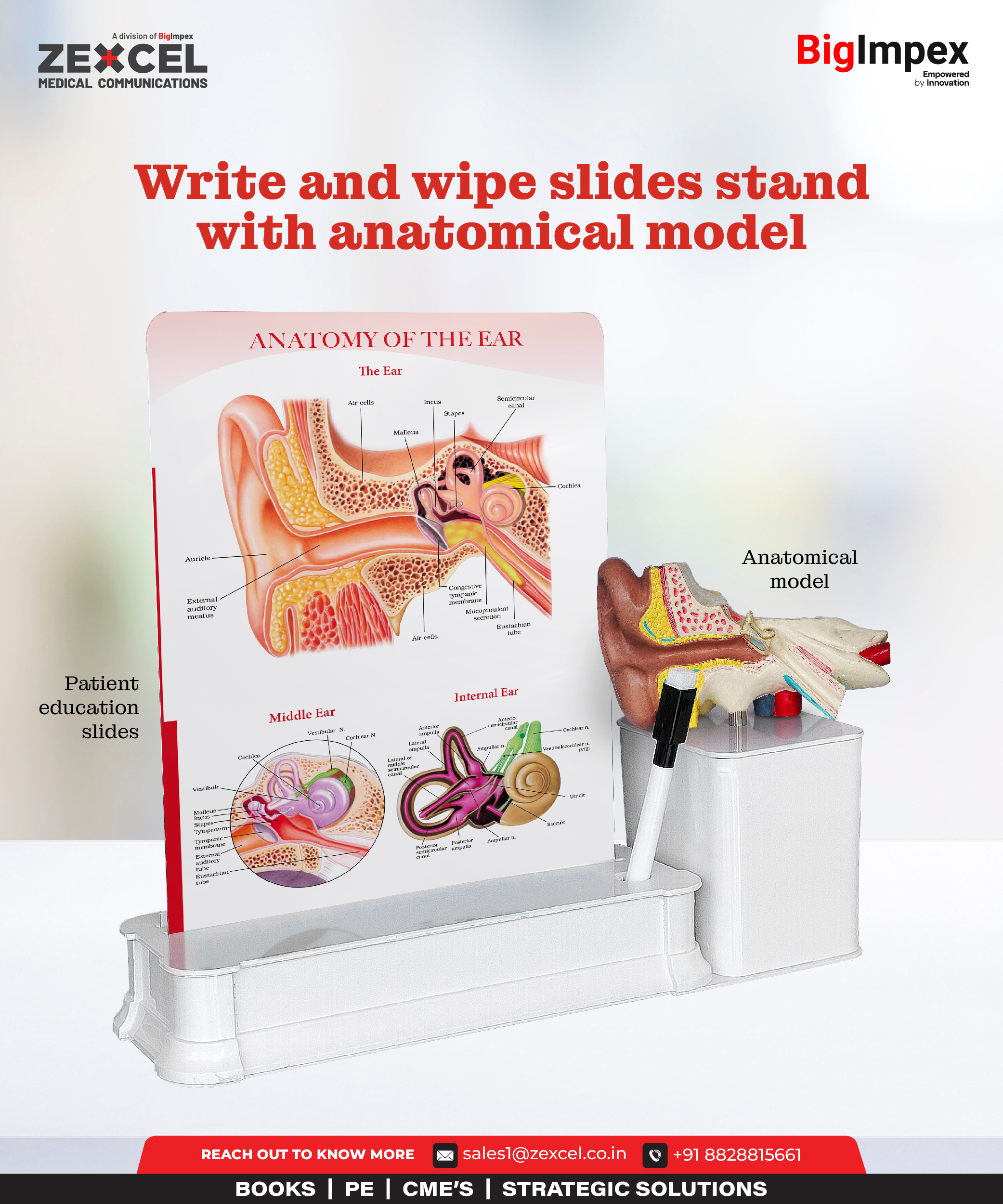 BIG impex curated - Write and wipe slides stand with an anatomical model as a gifting solution
