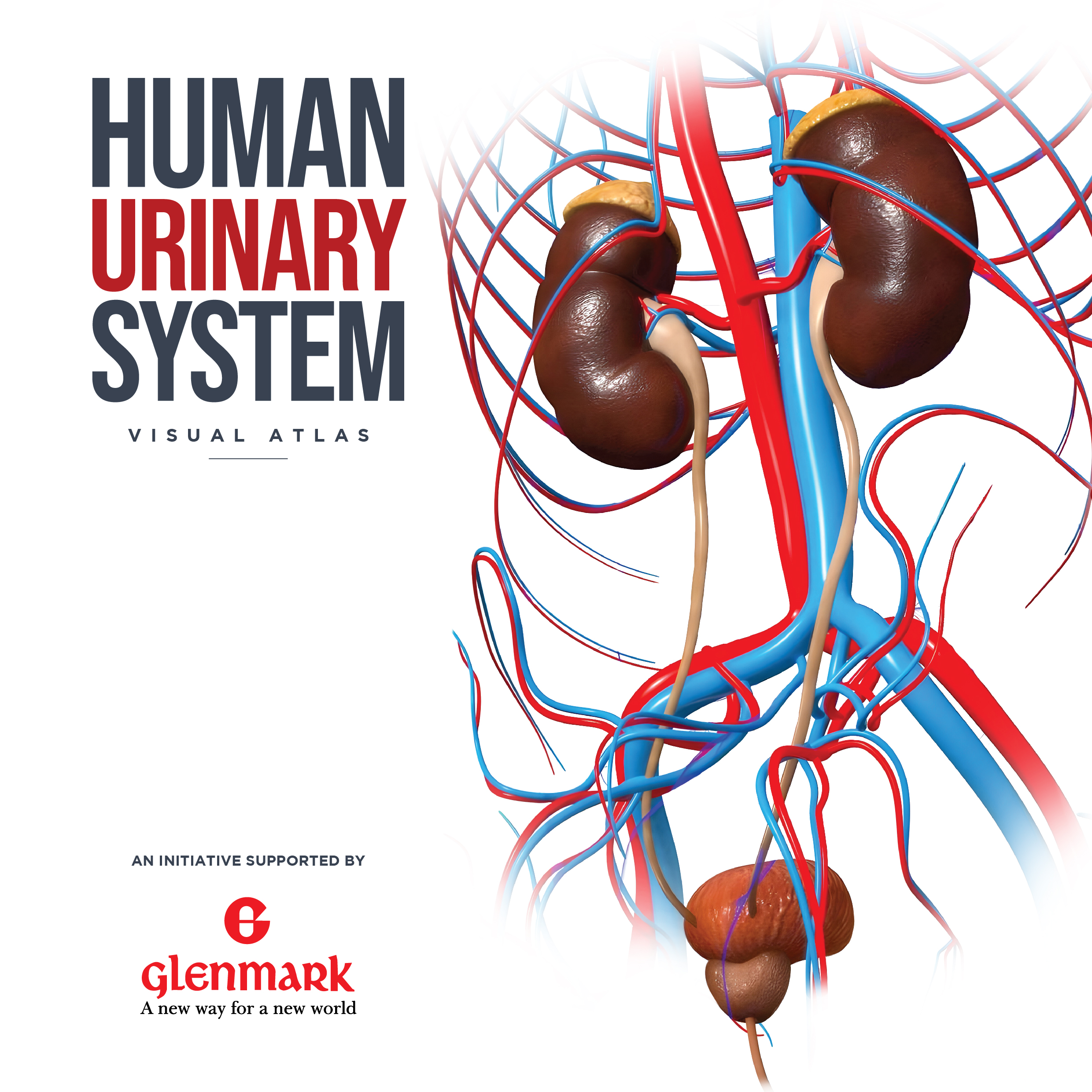 diagram representation for Mini Atlases - human urinary system