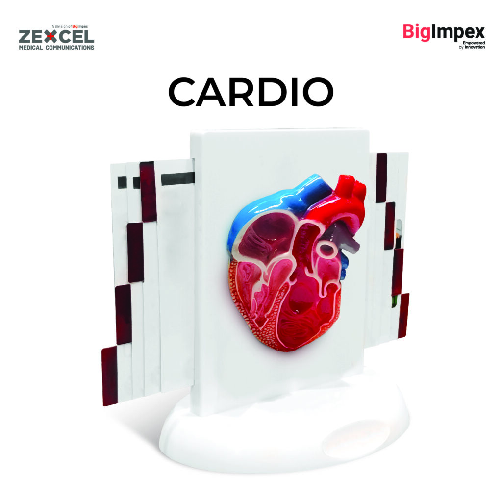 3D heart - cardio Zexcel